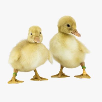 Những Điều Cần Biết Khi Nuôi Vịt Siêu Trứng