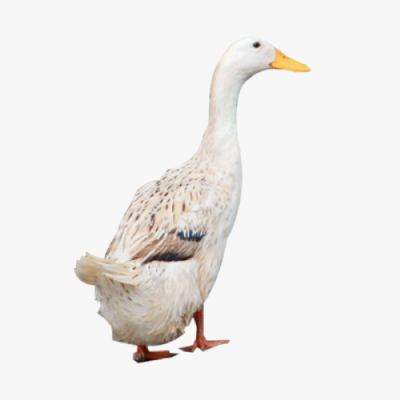 Vịt Cỏ