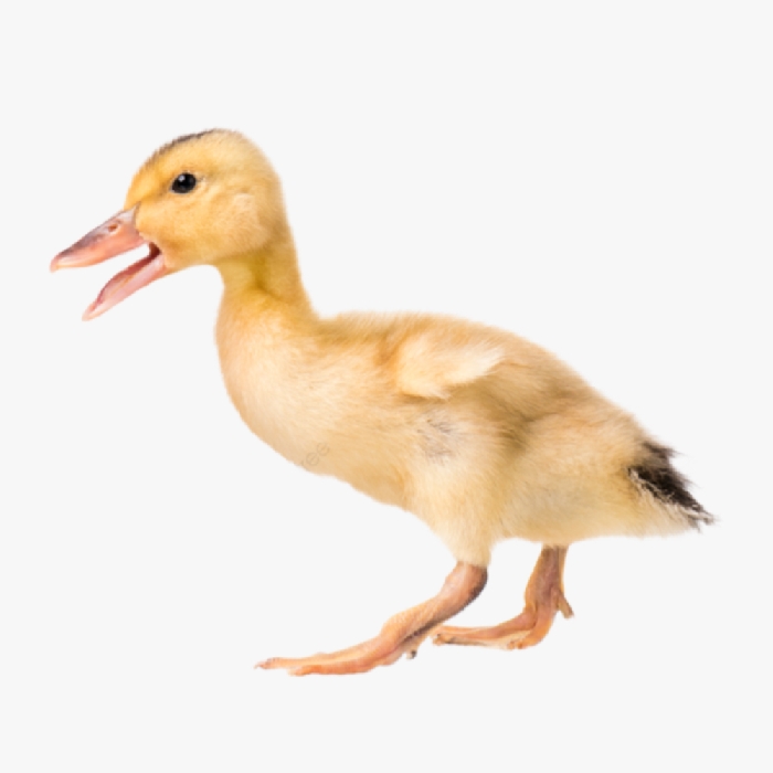 Các Giống Vịt Siêu Trứng Của Trung Tâm Đại Xuyên