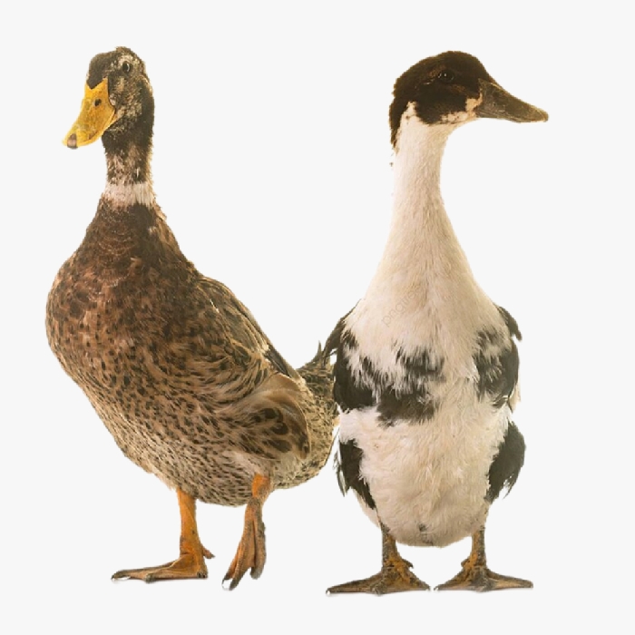 Kỹ Thuật Chăn Nuôi Vịt Siêu đẻ