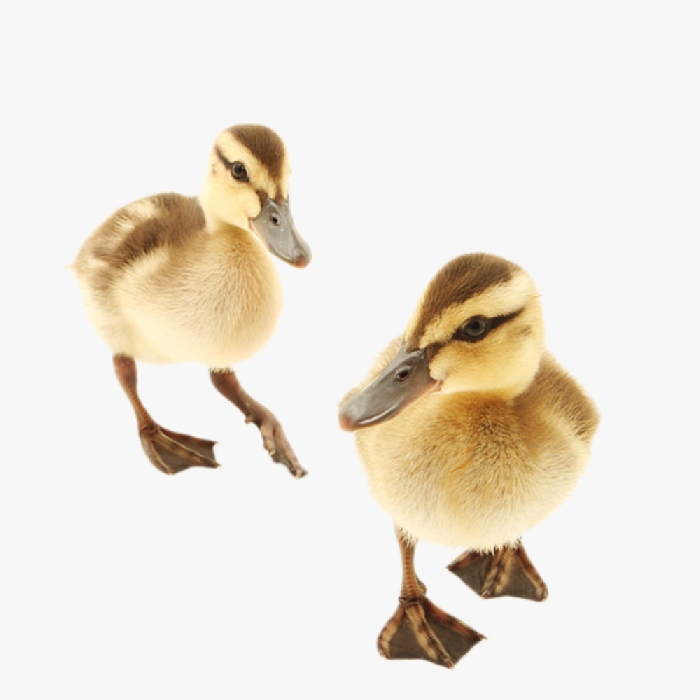 Nhận Biết Và Biện Pháp Phòng Hội Chứng Giảm Đẻ  Trên Vịt