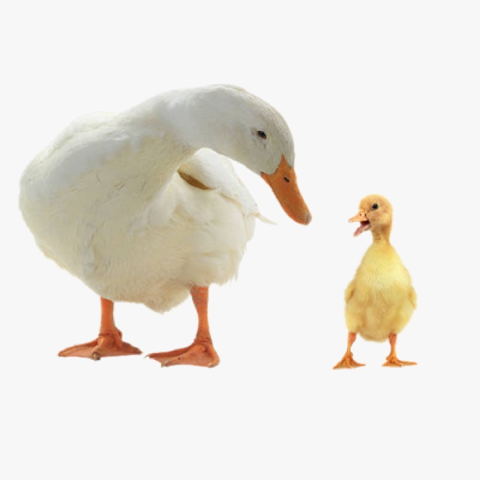 Mô Hình Nuôi Vịt Sinh Sản Đạt Hiệu Quả Cao