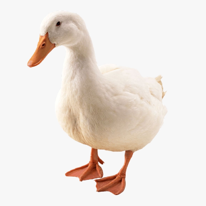 Hướng Dẫn Chọn Giống Và Chăn Nuôi Vịt Siêu Đẻ